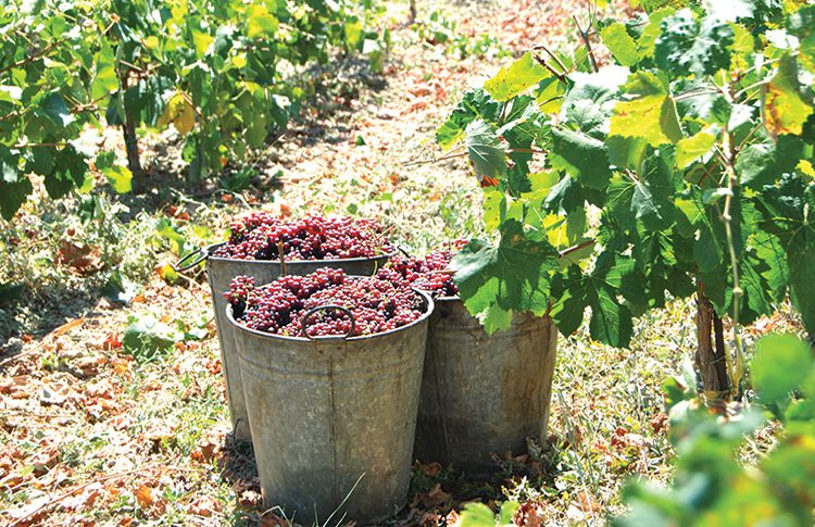 Ηλεία: Προς έκτακτη ενίσχυση σταφιδοπαραγωγών και μεταποιητικών επιχειρήσεων