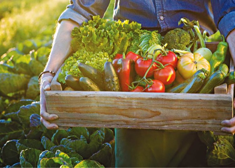 Ηλεία: Μεγάλη ζημιά στα κηπευτικά από την κακοκαιρία