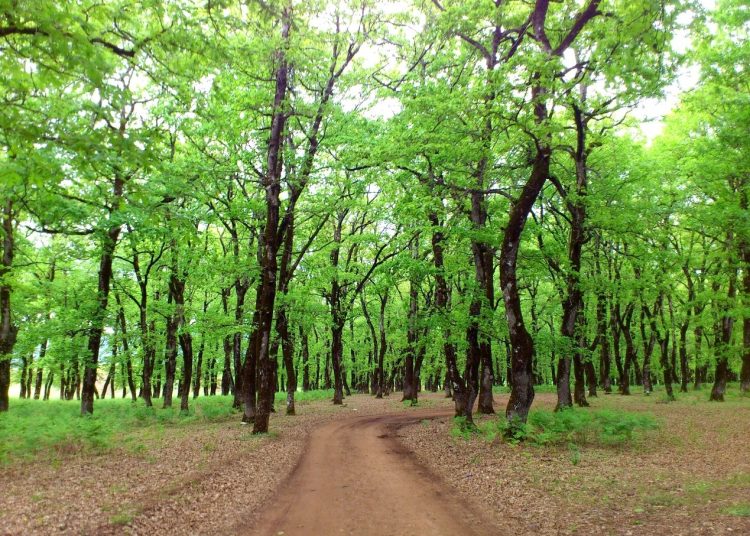 Ανάδειξη των ορεινών μονοπατιών Ολυμπίας