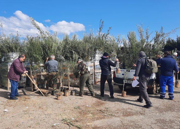 Ξεκίνησε η δωρεά 5 χιλιάδων ελαιοδέντρων στους πυρόπληκτους Ηλείους