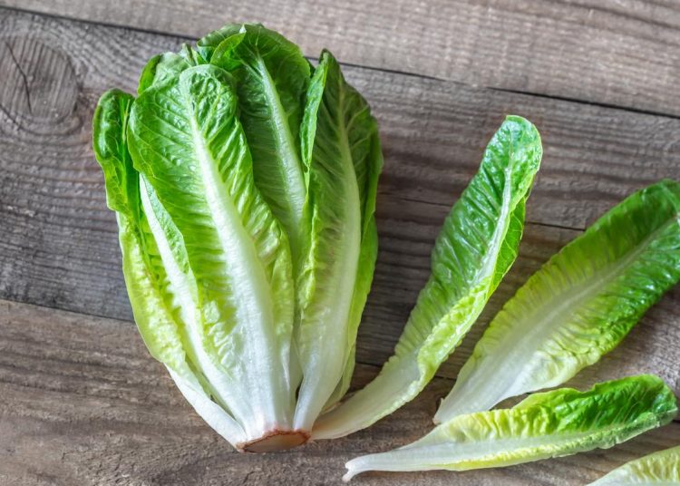 Ηλεία: Πανάκριβο το ντόπιο μαρούλι-Πάγος και ακρίβεια τινάζουν τις τιμές