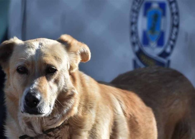 Αστυνομία: Δημιουργείται Τμήμα Προστασίας Ζώων