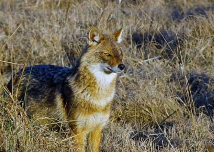Ορεινή Ηλεία: Τσακάλια προκαλούν απόγνωση σε κτηνοτρόφους-Συχνές οι επιθέσεις σε ζώα