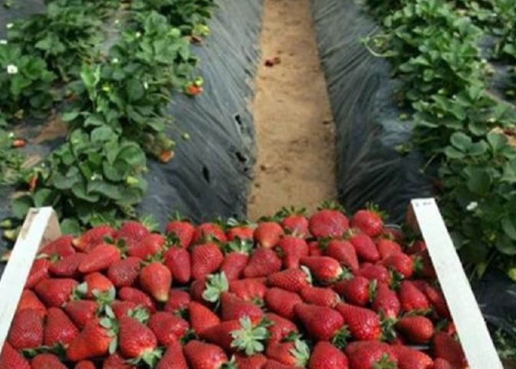 ΗΛΕΙΑ: Το “στοπ” στις εξαγωγές προς Ρωσία “πονοκέφαλος” για τους παραγωγούς φράουλας