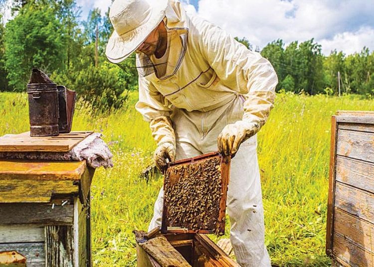 Ένας μελισσοκόμος στην oρεινή Αρκαδία αποκαλύπτει τα μυστικά της σύνθετης κοινωνίας των μελισσών