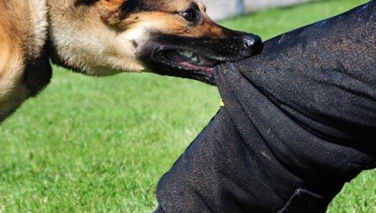 Αμαλιάδα: Συνελήφθη ο ιδιοκτήτης σκύλου που δάγκωσε 10χρονο