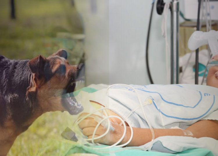 Αμαλιάδα: Σκύλος επιτέθηκε σε 9χρονο-Νοσηλεύεται στο νοσοκομείο