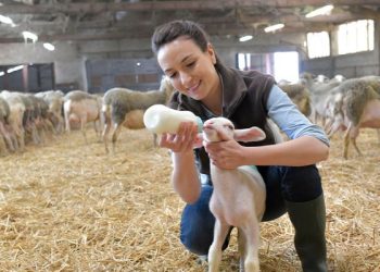 Σήμερα οι επιδοτήσεις για τις ζωοτροφές στους κτηνοτρόφους