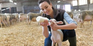 Σήμερα οι επιδοτήσεις για τις ζωοτροφές στους κτηνοτρόφους