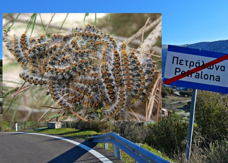 Νέα Φιγαλεία: Σοβαρά προβλήματα από επιδρομή κάμπιας- Ανησυχούν οι κτηνοτρόφοι