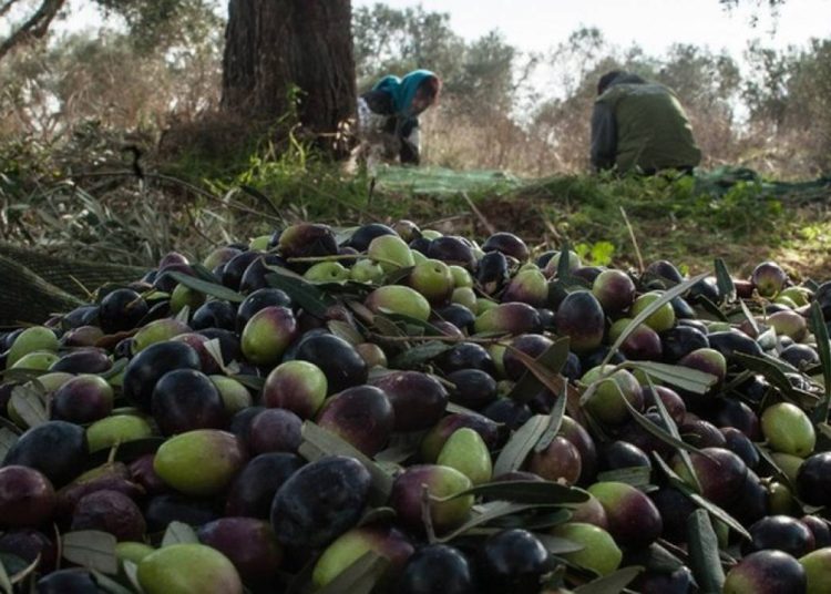 Σε αναμονή η αγορά του λαδιού λόγω Πάσχα – Πώς διαμορφώνονται οι τιμές