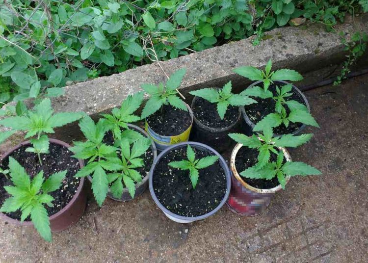 Ήλιδα: Καλλιεργούσε στο σπίτι του ναρκωτικά