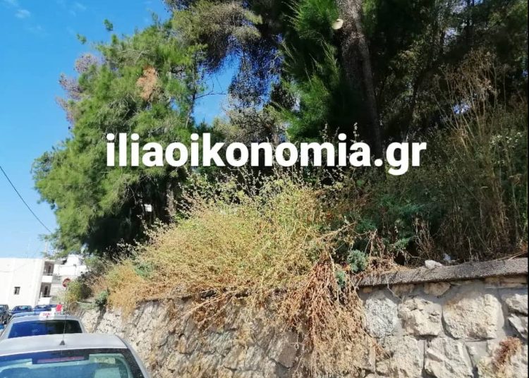 Πύργος: Ζούγκλα το Επαρχείο-Ακαθάριστα χόρτα πνίγουν το κέντρο