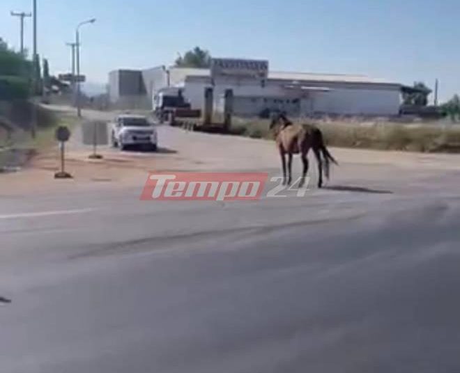 Mανωλάδα: Αφηνιασμένο άλογο βγήκε στην Πατρών-Πύργου
