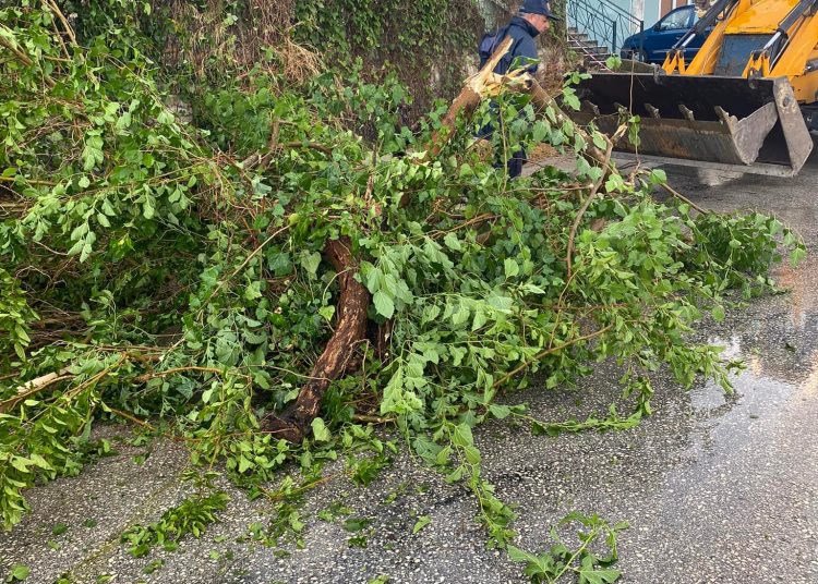 Πύργος: Έπεσε δέντρο στην Ολυμπίων από την κακοκαιρία