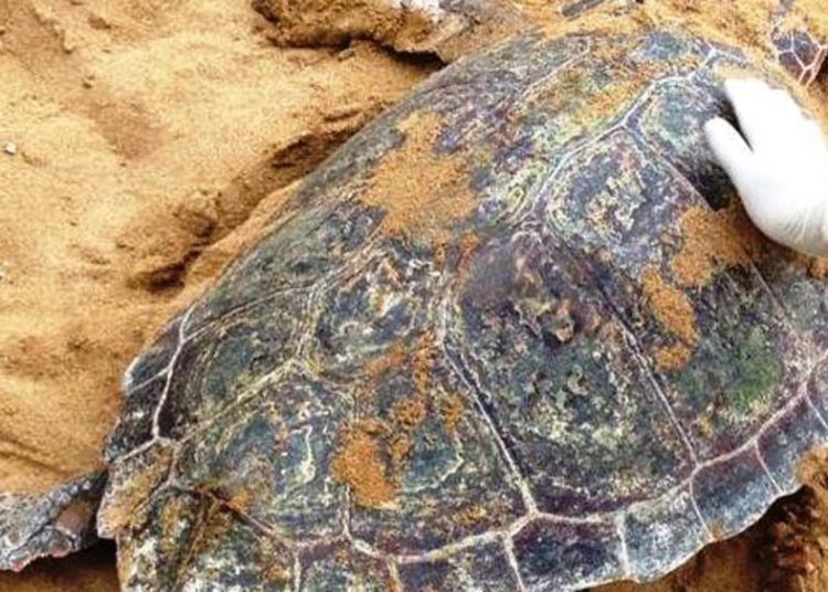 ΗΛΕΙΑ: Πέντε νεκρές χελώνες καρέτα καρέτα στον Κυλλήνιο κόλπο