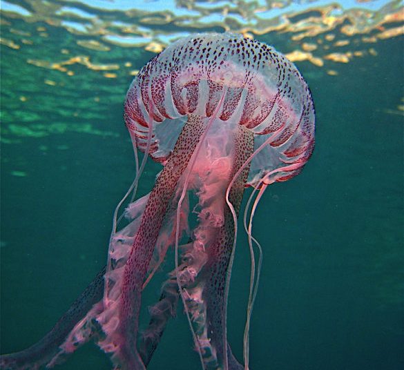 Μωβ μέδουσες: Εμφανίστηκαν στην Τριφυλλία-Έρχονται και στην Ηλεία