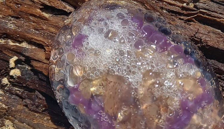 Στην Κυλλήνη εντοπίστηκε η πρώτη μωβ μέδουσα στην Ηλεία