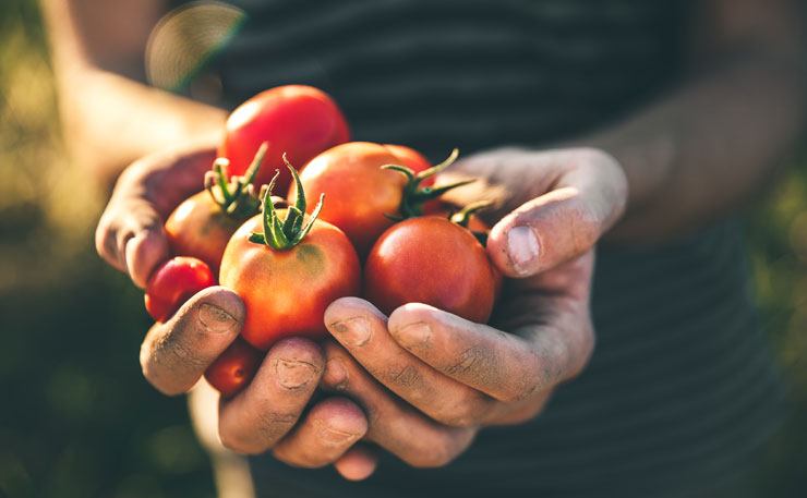 Ηλεία: ¨Περιμένει¨ την καλοκαιρινή κίνηση η ντόπια ντομάτα θερμοκηπίου