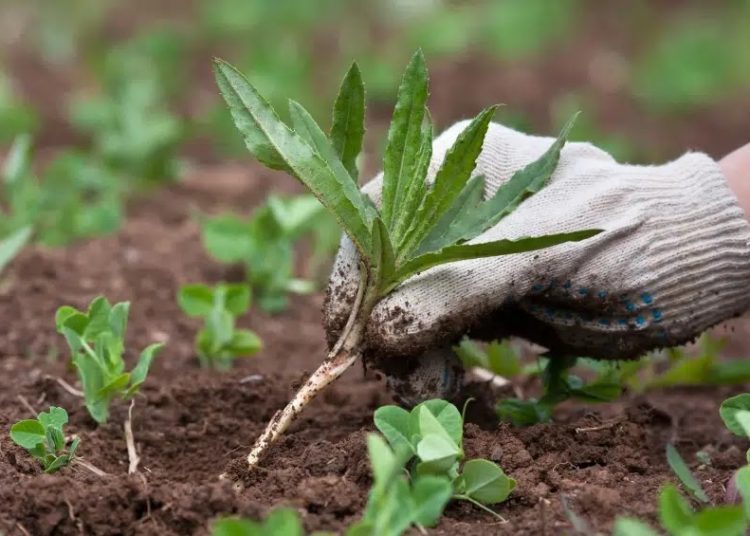 Φυσικοί τρόποι για να αντιμετωπίσουμε τα χόρτα και τα ζιζάνια στον κήπο