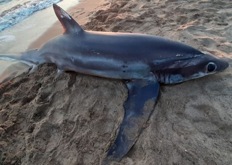 Ζαχάρω: Νεκρό καρχαριοειδές σε παραλία