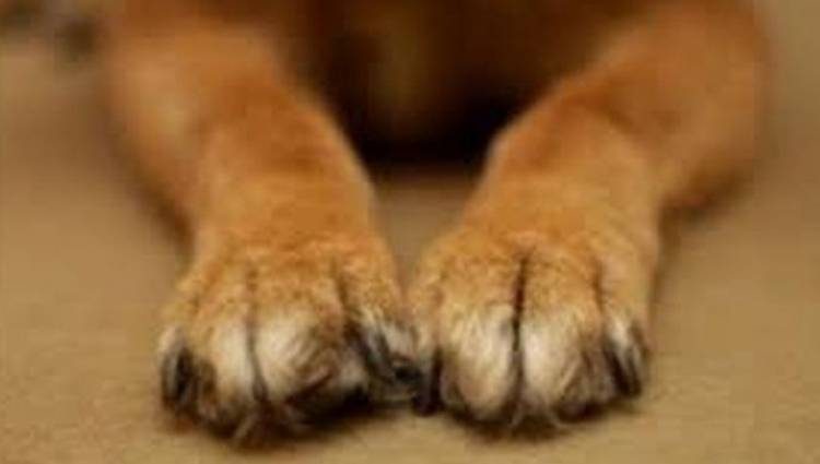 Ολυμπία: Άγνωστοι έριξαν φόλες σε οικόσιτα σκυλιά