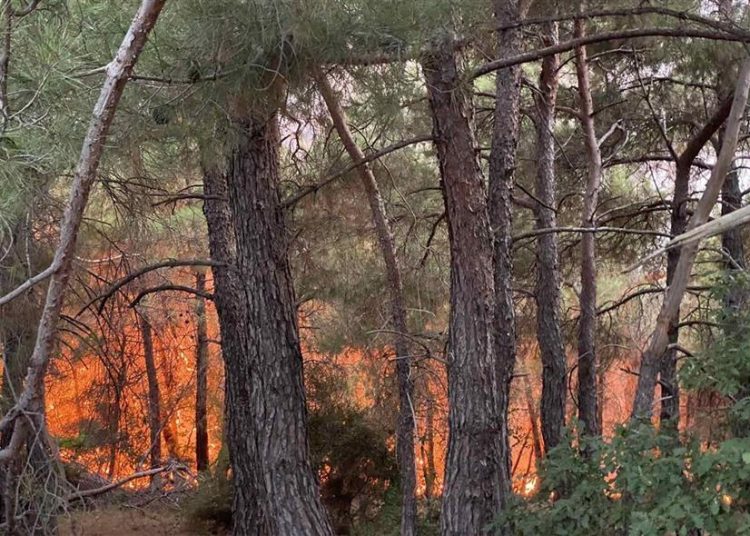 Τέταρτη ημέρα «μάχης» στη Δαδιά Έβρου-Η φωτιά καίει δάσος