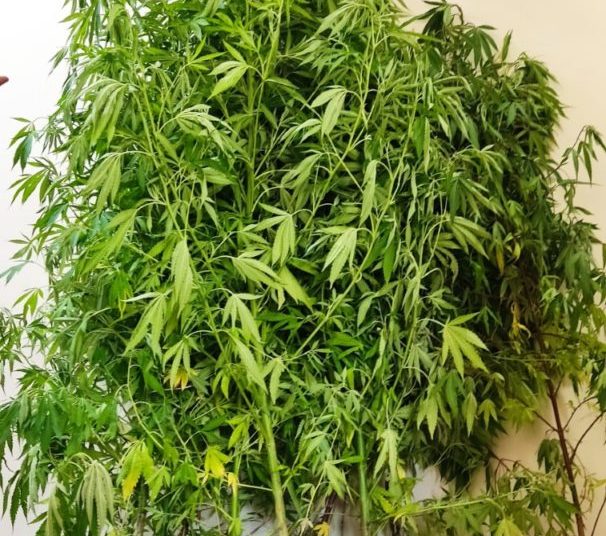 Πύργος: Χασισοφυτεία στα 70 μέτρα από το Αστυνομικό Μέγαρο!