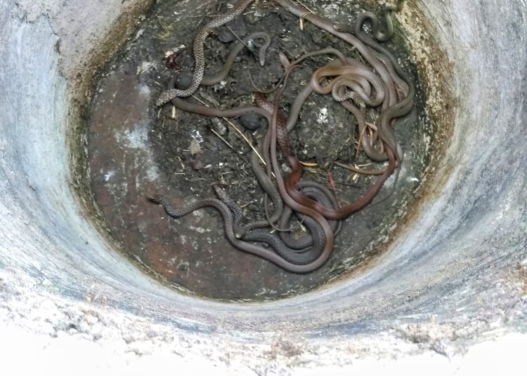 Δίβρη: 14 φίδια βρέθηκαν μέσα σε δεξαμενή-Τρομαγμένοι οι κάτοικοι