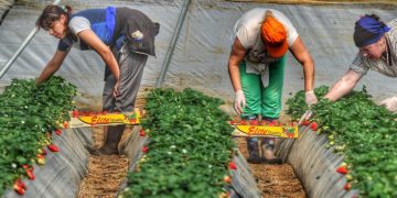 Δυτική Ελλάδα: Αυξήθηκαν οι εξαγωγές φράουλας- Ζήτηση για τον «Κόκκινο χρυσό»