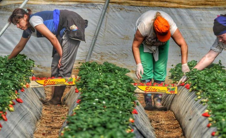 Δυτική Ελλάδα: Αυξήθηκαν οι εξαγωγές φράουλας- Ζήτηση για τον «Κόκκινο χρυσό»