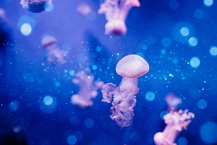 Μωβ μέδουσες: Πού έχουν εμφανιστεί στην Ελλάδα – Ο χάρτης με τις «κόκκινες» ακτές