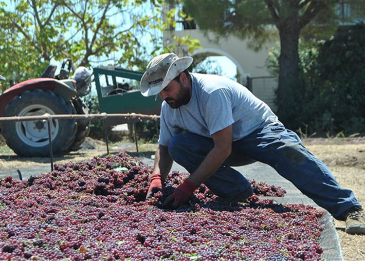 Σταφίδα: Δεν βρέθηκε λύση για την τιμή-Σε ομηρία οι παραγωγοί