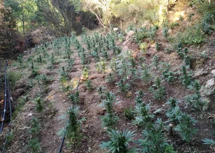 Συνελήφθη ο «εγκέφαλος» της χασισοφυτείας αξίας 1,5 εκ. στην Ανδρίτσαινα