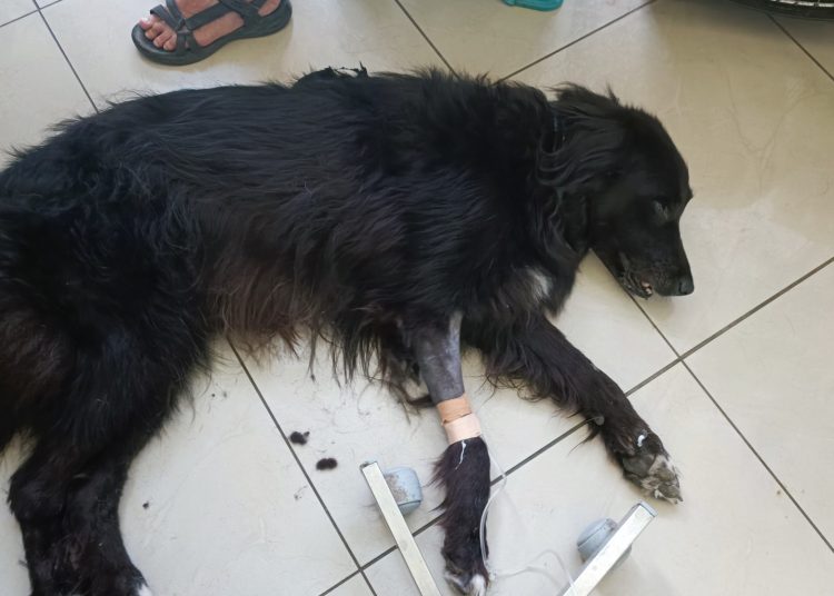 Πύργος: Σκυλί τουριστών έφαγε φόλα στο κέντρο της πόλης