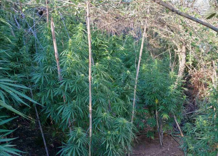 Ηλεία: Είχαν καλλιέργειες ναρκωτικών σε όλο τον νομό-Ξεπερνούσαν τα 3 μέτρα ύψος