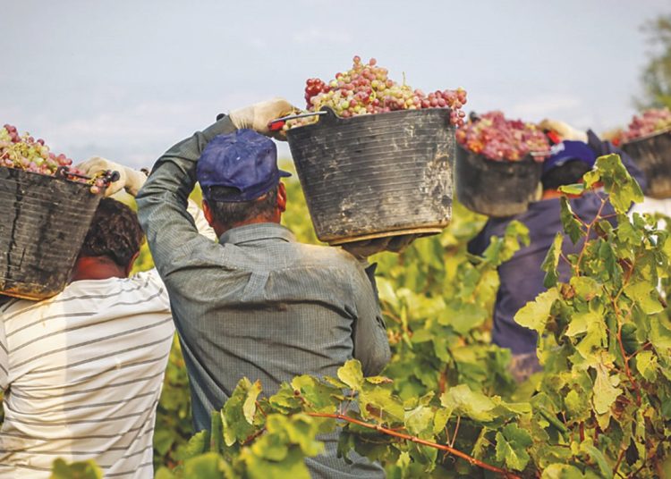 Ηλεία: Ξεκινά ο τρύγος στη σταφίδα με αβέβαιο μέλλον-Τιμή & κόστη ¨καίνε¨ τους παραγωγούς