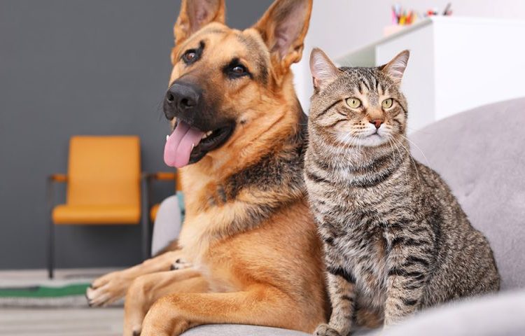 pet.gov.gr και … Mypet–pass: Τι είναι και τι θα περιλαμβάνει το Εθνικό Μητρώο Ζώων Συντροφιάς