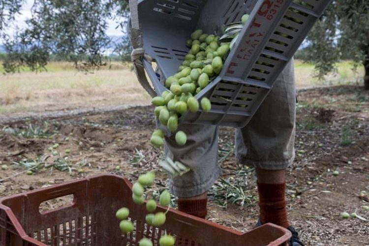 Ελαιόλαδο: Αποδεκατίζονται Ισπανία και Ιταλία – Πρωταγωνίστρια η Ελλάδα