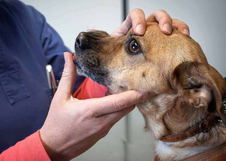 Αμαλιάδα: Συνελήφθη αντιδήμαρχος μετά τον θάνατο σκυλιών στο καταφύγιο