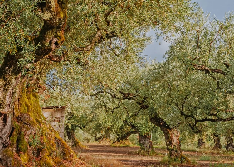 Γιατί φεύγουν από την Ελλάδα οι Αλβανοί εργάτες γης – Σε κίνδυνο η ελαιοπαραγωγή