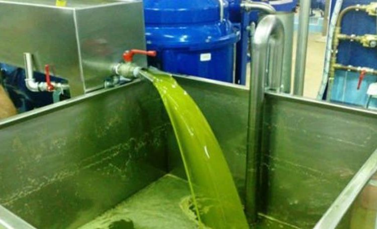 Καλπάζει η τιμή του ελαιόλαδου – Μικρές συσκευασίες προτιμούν οι καταναλωτές