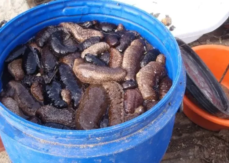 Κυλλήνη: Κατασχέθηκαν 761 κιλά αγγούρια της θάλασσας αξίας έως και 1 εκατ. ευρώ