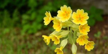 50 χιλιάδες ευρώ το κιλό: Το παράνομο κυνήγι του φυτού της ελληνικής γης που αξίζει χρυσάφι