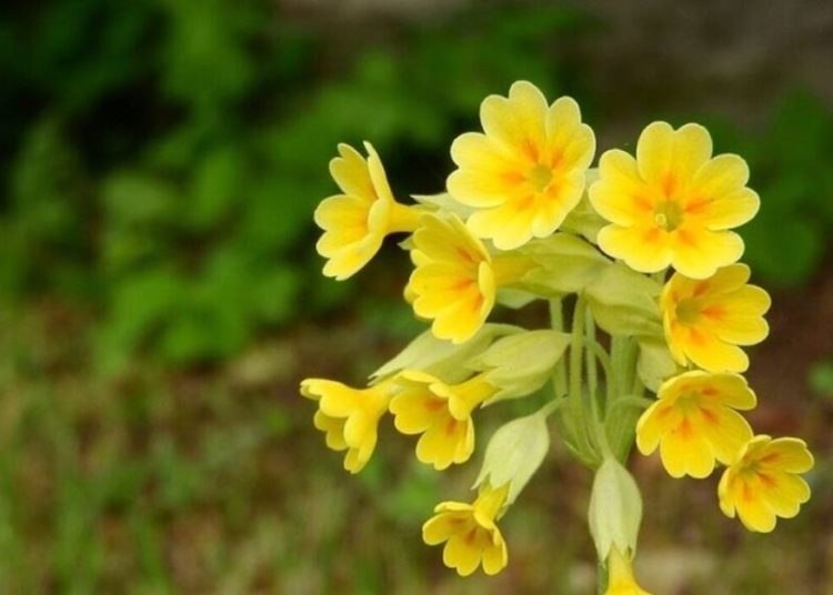 50 χιλιάδες ευρώ το κιλό: Το παράνομο κυνήγι του φυτού της ελληνικής γης που αξίζει χρυσάφι