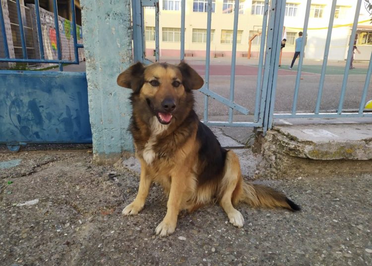 Αμαλιάδα: Σχολείο φιλοξενεί μια αδέσποτη σκυλίτσα