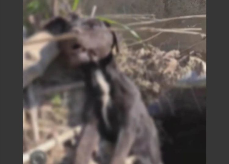 Ηλεία: Κρέμασε σκύλο σε γέφυρα και τον άφησε να πεθάνει