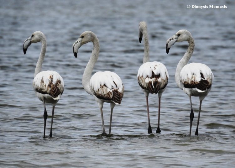 Αλυκές Λεχαινών: Εντυπωσιάζουν τα φλαμίνγκο (φωτο)
