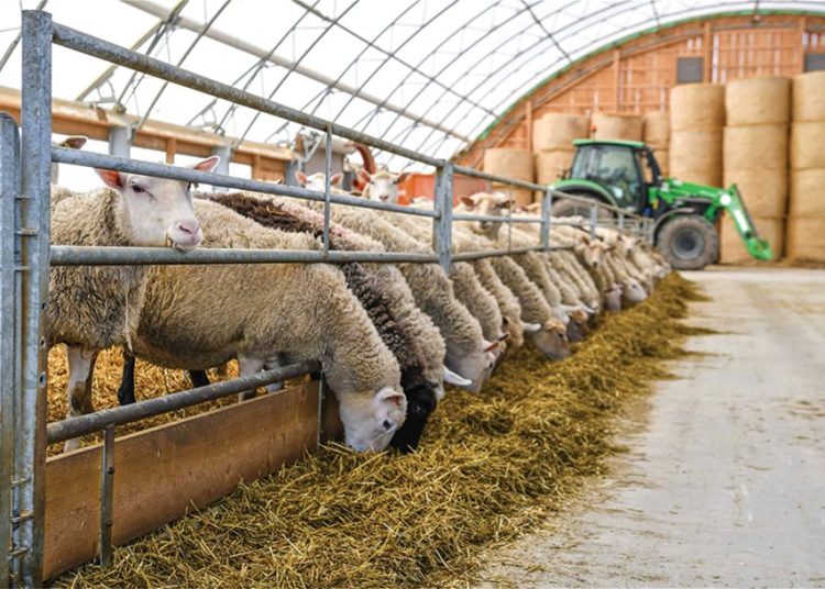 Ζωοτροφές: Αυτές τις ημέρες η πληρωμή ενστάσεων της ενίσχυσης