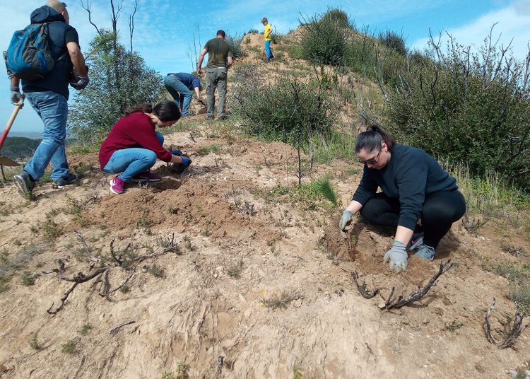 Αρκετά επιτυχημένη η αναδάσωση στην Αρχαία Ολυμπία